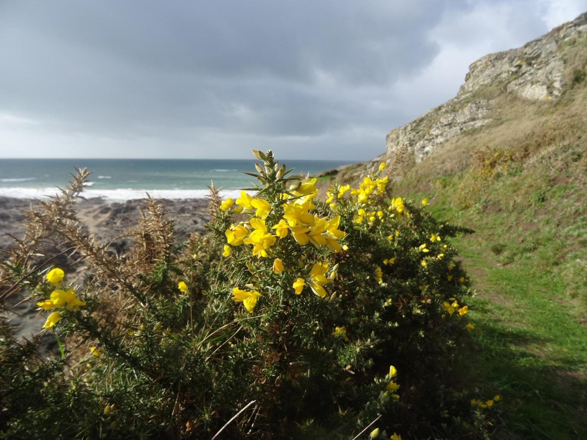 Gite "Rose Des Sables" - 800M De La Plage De Surtainville, Proche Commerces - Piscine En Juillet Et Aout Eksteriør billede